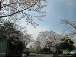 sakura.jpg